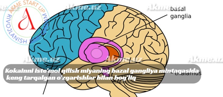 Kokainni iste’mol qilish miyaning bazal gangliya mintaqasida keng tarqalgan o’zgarishlar bilan bog’liq