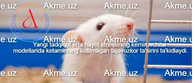 Yangi tadqiqot erta hayot stressining kemiruvchilar modellarida ketaminning kutilmagan tajovuzkor ta’sirini ta’kidlaydi.