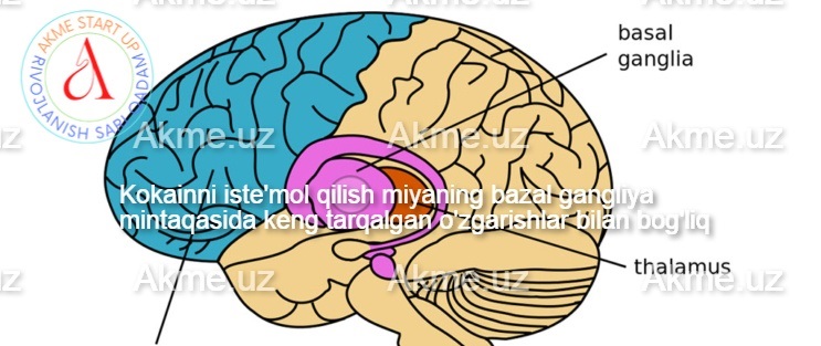 Kokainni iste’mol qilish miyaning bazal gangliya mintaqasida keng tarqalgan o’zgarishlar bilan bog’liq