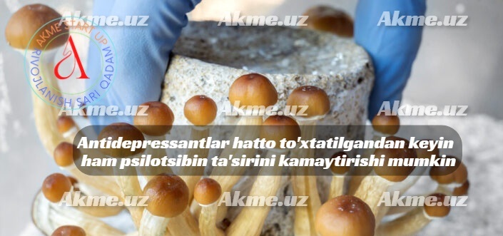 Antidepressantlar hatto to’xtatilgandan keyin ham psilotsibin ta’sirini kamaytirishi mumkin