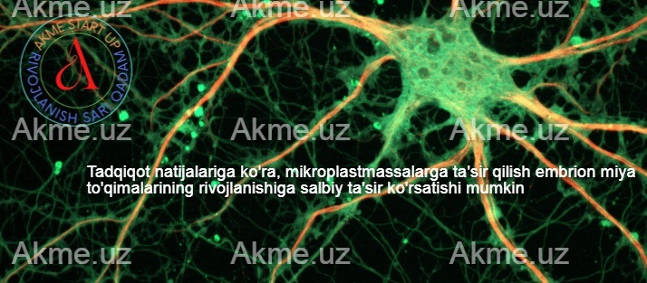 Tadqiqot natijalariga ko’ra, mikroplastmassalarga ta’sir qilish embrion miya to’qimalarining rivojlanishiga salbiy ta’sir ko’rsatishi mumkin